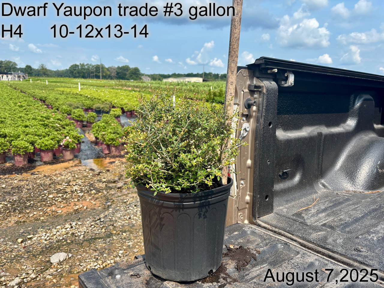 gallery/yaup3t h4 aug25.jpg